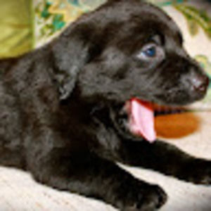 Meet your Posher, Abigail